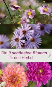 Die Schonsten Blumen Fur Den Garten Fur Eine Bild Perfekte Sommerszene Von Die 9 Schonsten Blumen Fur Den Herbst Herbstblumen Blumen Fur Garten Schone Blumen