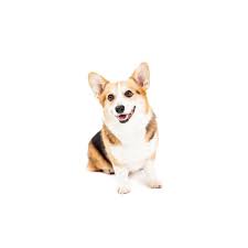 Our website helps to complete the screening process for you, finding the best possible puppies and breeders. Cardigan Welsh Corgi Puppies Petland Knoxville