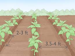 Check spelling or type a new query. Easy Ways To Grow Tobacco Inside With Pictures Wikihow