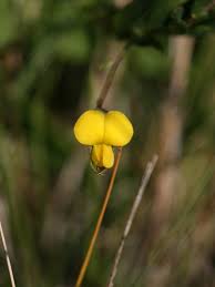 Image result for Vigna luteola
