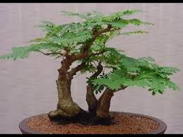 How to care for your. Tamarind Tree Care Youtube