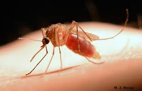 The aedes aegypti mosquito is the species that is responsible for spreading the zika virus. Snap To It And Dump Those Containers Or There Will Be Blood Culex And Aedes Mosquitoes Bug Of The Week