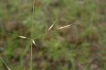 Image result for Aristida rhiniochloa