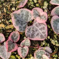 Image result for Ceropegia circinata