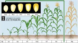 Corn Growth Stages Corn Plant Small Backyard Gardens
