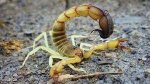 Mimpi ada belalang makan padi : 5 Arti Mimpi Kalajengking Mimpi Disengat Kalajengking Bersiaplah Menerima Karma Atas Perbuatan Anda Tribun Bali