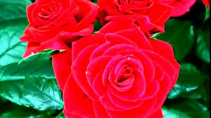 ورد احمر ورد احمر