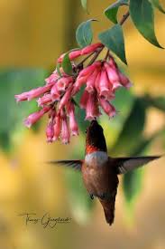 It just goes to show how our weather pattern is changing: This photo came  up