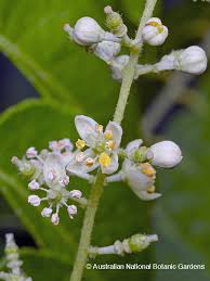 Image result for Clausena