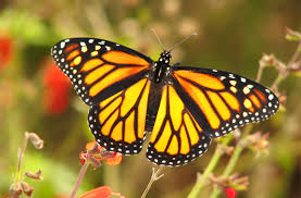 No products in the cart. Create A Butterfly Garden For Your Home Or School Home Living In Greater Gainesville