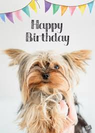 Two words from cute animals happy birthday. Happy Birthday Cute Dog Heart Touching Wishes For Puppies
