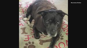 Hatch, terra, albert, dutchess, mason and molly. Dog Adopted After 11 Years In St Louis Area Animal Shelter Wtsp Com