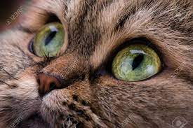 Voir plus d'idées sur le thème beaux chats, chats et chatons, chat. Chat Macro Yeux Verts Animal Regardez En Colere Banque D Images Et Photos Libres De Droits Image 68602569