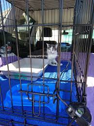 Moving is complicated enough without taking into account the logistics of pet ground transportation cross country. Mimi S Pet Transport Usa Safest Private 48hr Ground Transportation