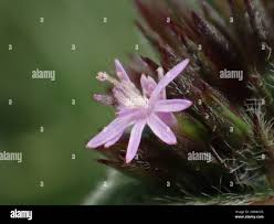 Image result for Elephantopus scaber