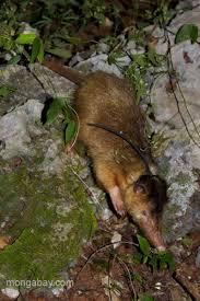 Image result for Habenaria insolita