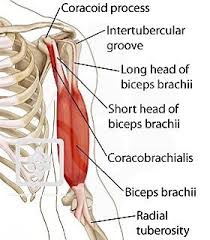 This large muscle of the upper arm is formally known as the biceps brachii muscle, and rests on top of the humerus bone. Muscles Of The Shoulder Arm Shoulderdoc