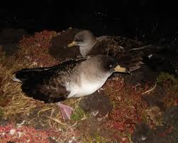 Image result for Dissotis caloneura