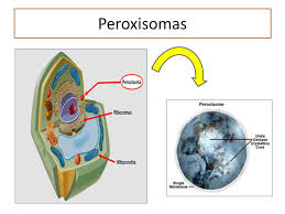 Resultado de imagen para peroxisomas