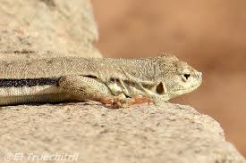 Image result for Microlophus peruvianus