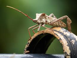 Image result for Dicoma macrocephala