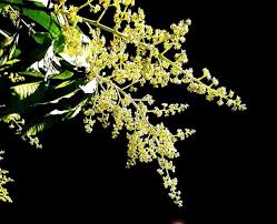 5 Health Benefits Of Using Mango Flower