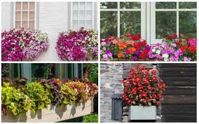 It's easy to find 1,000 ideas for using pots and planters around your home to improve indoor and outdoor spaces. 10 Best Flowers For Window Boxes In Shade Garden Lovers Club