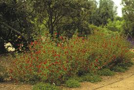 Image result for Mimulus