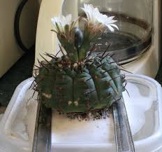 Most cacti have sharp spines, so it's important to wear gloves or take other cacti need little maintenance in order to thrive, but adequate light, warmth and ventilation are all. When Buying Succulents What Is The Worst Time To Do So Cactiguide Com