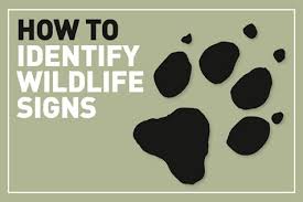How To Identify Animal Tracks And Trails Discover Wildlife