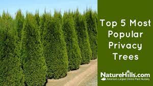 You really can't go wrong with either leyland cypress (cuprocyparis x leylandii) or green giant arborvitae (thuja standishii x plicata, green giant). Top 5 Most Popular Privacy Trees Naturehills Com Youtube