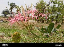 Image result for Ammocharis tinneana