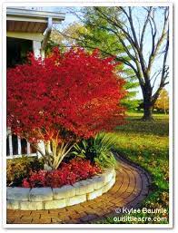Our Little Acre Wordless Wednesday Leaves Burning Bush Front Yard Landscaping Plants