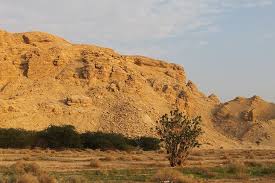 Although cactus are synonymous with desert regions, they are found in some unlikely places. Saudi Arabian Desert Desert Desert Plants Sedimentary Rocks Limestone Limestone Mountain Cactus Africa Piqsels