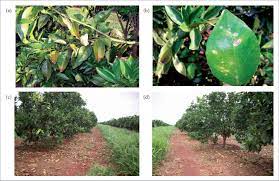 Scielo Brasil Copper Supply And Fruit Yield Of Young Citrus Trees Fertiliser Sources And Application Methods Copper Supply And Fruit Yield Of Young Citrus Trees Fertiliser Sources And Application Methods