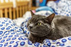 Ich tippe weder auf langeweile oder einsamkeit, viel eher auf verlustängste. 6 Grunde Warum Katzen Nachts Den Schlaf Rauben Haustiger