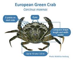 Image result for Crabbea cirsioides