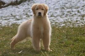 Why buy a golden retriever puppy for sale if you can adopt and save a life? 4 Best Golden Retriever Breeders In New York Dogblend