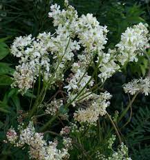 Perennial plants grow and bloom over spring and summer, die back every fall and winer, and then return in the spring from their rootstock. Filipendula Queen Of The Meadow And Meadowsweet