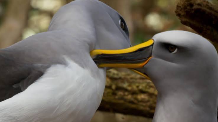 EXCLUSIVE: This Dramatic Reunion on 'Planet Earth II' Will Make You Rethink  Your Relationship | kare11.com