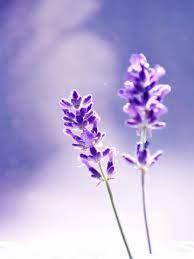 Background Lavender T M Với Google Purple Flowers Wallpaper Background Lavender
