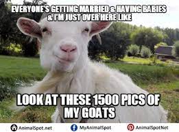 Goat Memes