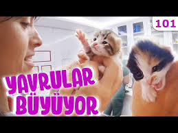 18 Gun Yavrularimiz Buyuyor Guvercinlerin Yaraladigi Sevimli Kedi Yavrulari Dobida 101 Youtube
