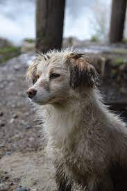 Pin On Animal Photo
