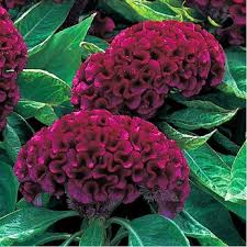 Deep Armor Purple Celosia Flower Seeds Annual 50 Etsy In 2020 Celosia Flower Flower Seeds Celosia Plant