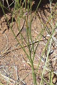 Image result for Wahlenbergia virgata