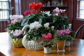 The bash will help you choose the best local event vendors. Perfect Plants For Christmas New Hampshire Home Magazine