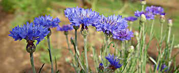 Centaurea Cyanus Flower Kit Best Flower Wallpaper
