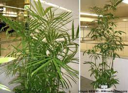 Authors of the reference an encyclopedia of cultivated palms mention that about 192 genera of palms exist in the world, and further classification of the palm family (arececeae). Indoor Palm Plants Types And Care With Palm Tree Pictures