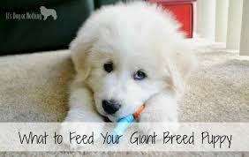 what to feed your giant breed puppy its dog or nothing